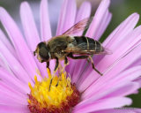 Eristalis sp F