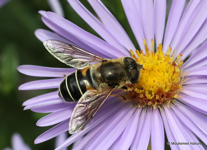 Eristalis sp F
