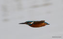 Common Kingfisher (Alcedo atthis) M