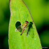 Stiletto fly (Thereva) sp.