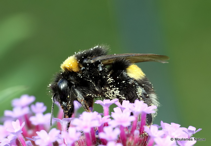 Bombus terrestris/B. lucorum
