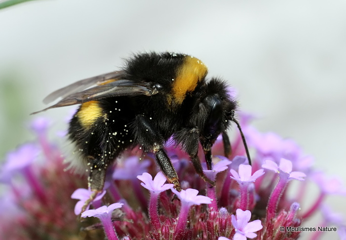 Bombus terrestris/B. lucorum
