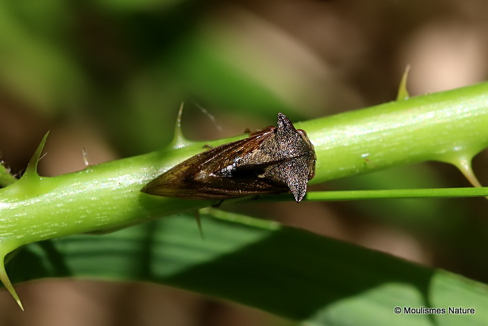 Horned Treehopper (Centrotus cornutus)