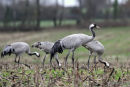 Grus grus ad