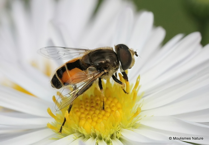 Eristalis arbustorum (Plain-faced Dronefly) M