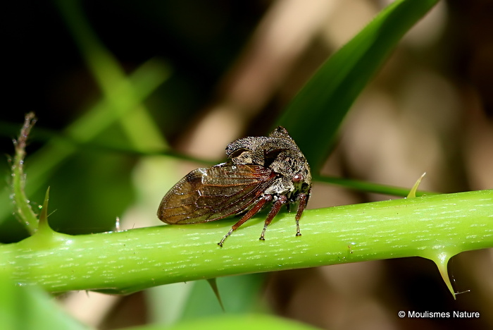Horned Treehopper (Centrotus cornutus)