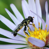 Syritta pipiens M