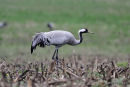 Grus grus ad