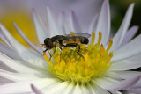 Syritta pipiens M