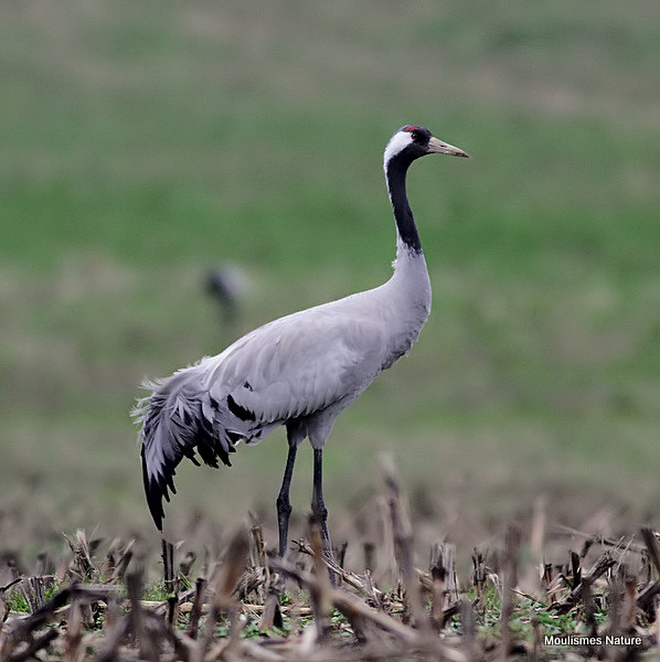 Grus grus ad