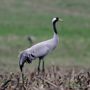 Grus grus ad