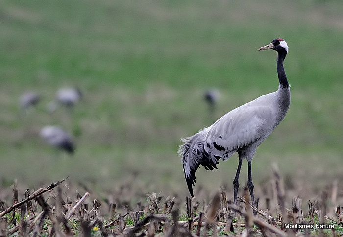 Grus grus ad
