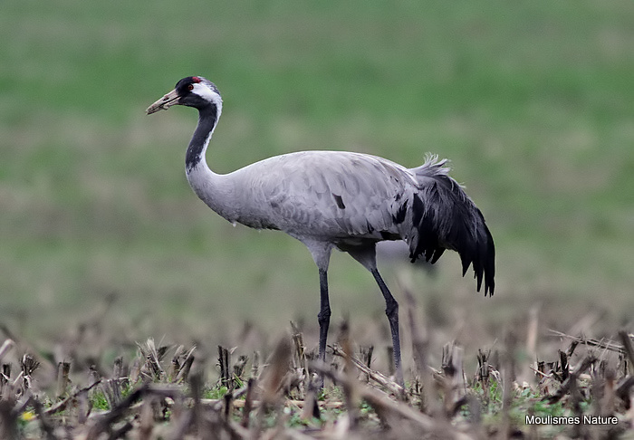 Grus grus ad