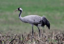 Grus grus ad