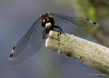 Dainty White-faced Darter (Leucorrhinia caudalis) M