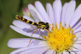 Sphaerophoria scripta (Long Hoverfly) M