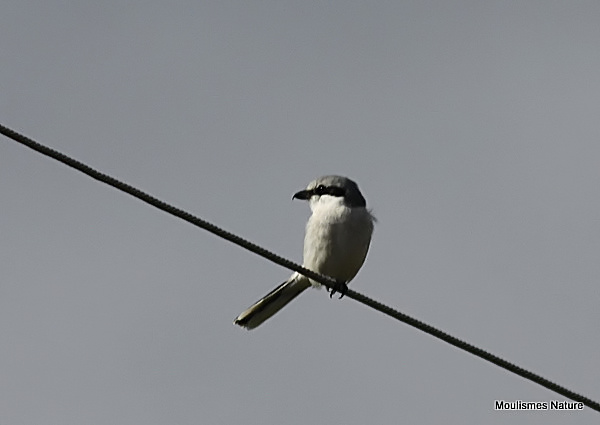 Great Grey Shrike (Lanius excubitor)