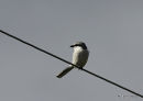 Great Grey Shrike (Lanius excubitor)