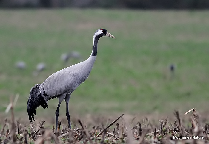 Grus grus ad