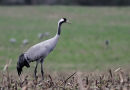 Grus grus ad