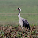 Grus grus ad