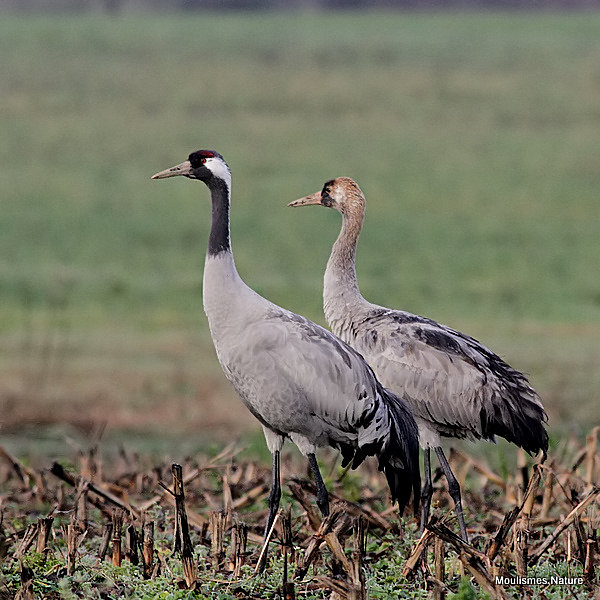 Grus grus ad + juv