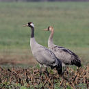 Grus grus ad + juv