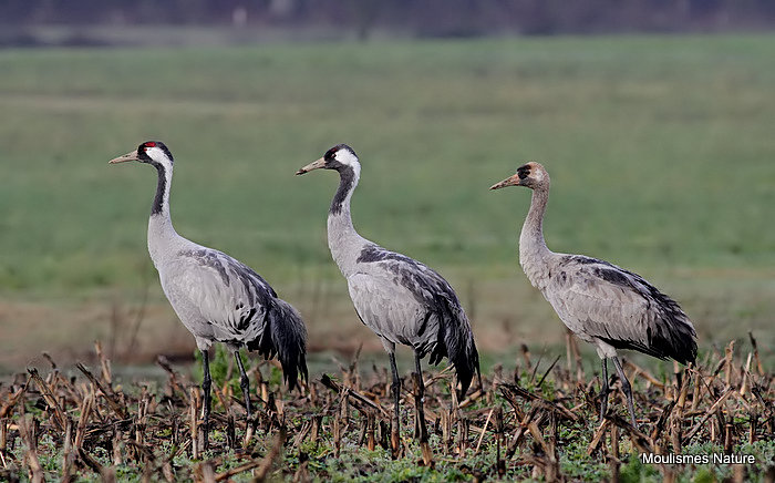 Grus grus 2 ads + juv