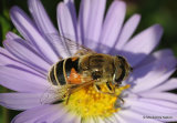 Eristalis nemorum (Stripe-faced Dronefly) F