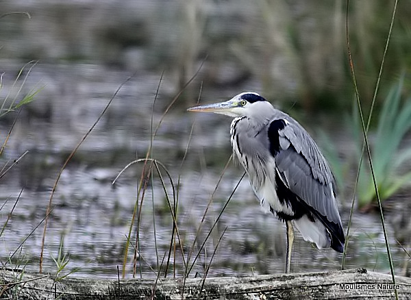 Grey Heron (Ardea cinerea) Ad, Héron cendré