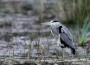 Grey Heron (Ardea cinerea) Ad, Héron cendré