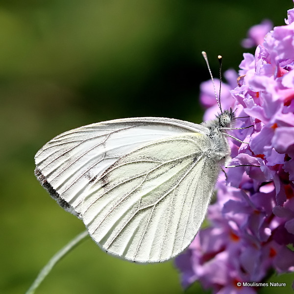 Green-veined White (Pieris napi)
