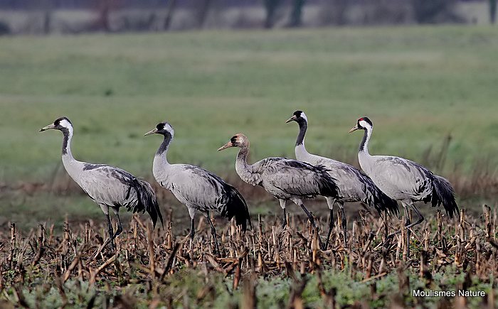 Grus grus 4 ads + juv