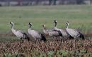 Grus grus 4 ads + juv