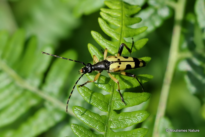 Black-&-Yellow Longhorn Beetle (Strangalia cf maculata)