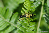 Black-&-Yellow Longhorn Beetle (Strangalia cf maculata)