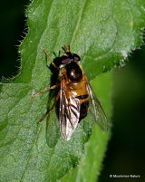 Epistrophe eligans F