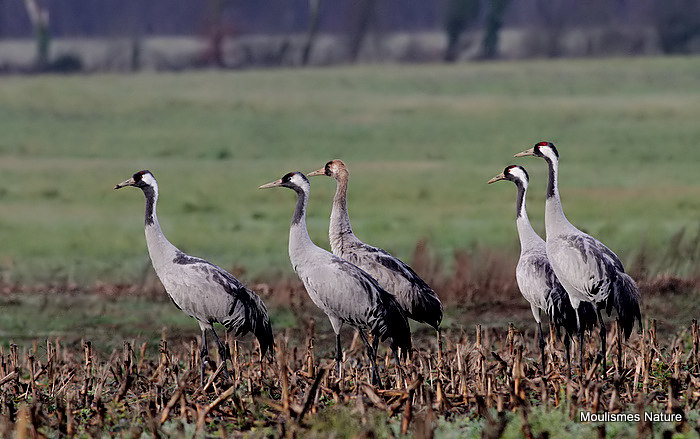 Grus grus 4 ads + juv