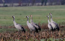 Grus grus 4 ads + juv