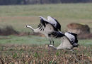 Grus grus ads