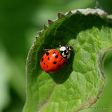 Harlequin Ladybird (Harmonia axyridis)