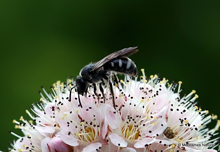 Ashy Furrow Bee (Lasioglossum sexnotatum) F