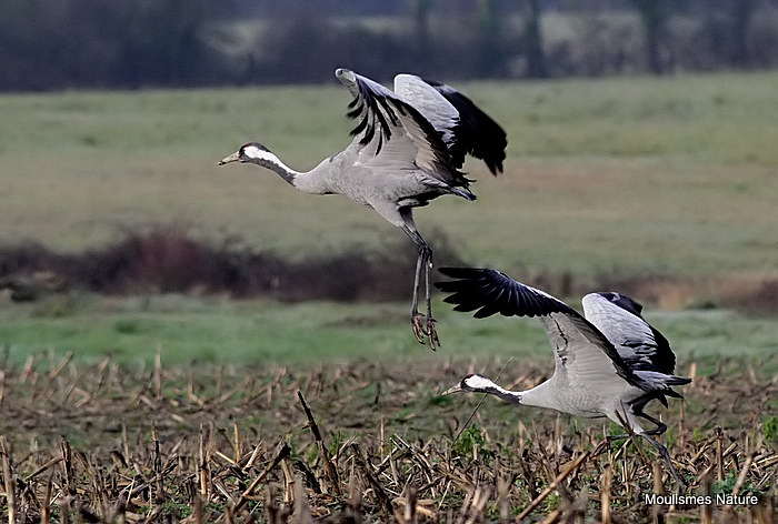 Grus grus ads