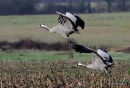 Grus grus ads