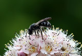 Ashy Furrow Bee (Lasioglossum sexnotatum) F