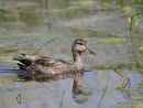 Gadwall (Anas strepera) M