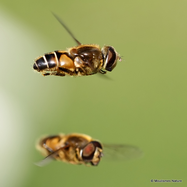 Eristalis nemorum (Stripe-faced Dronefly)