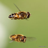 Eristalis nemorum (Stripe-faced Dronefly)