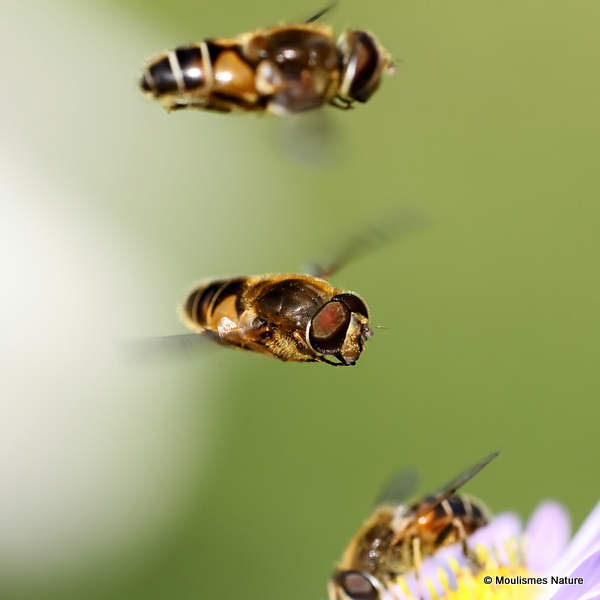 Eristalis nemorum (Stripe-faced Dronefly)