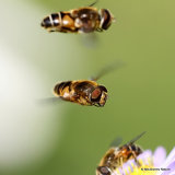 Eristalis nemorum (Stripe-faced Dronefly)